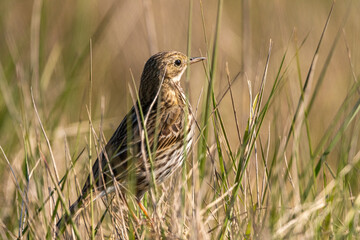 Pipit farlouse (Anthus pratensis - Meadow Pipit)