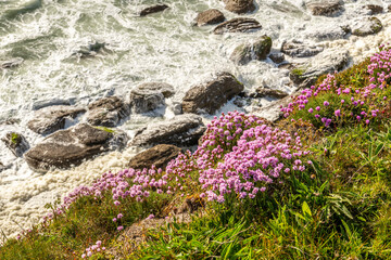 Arméries maritimes (Armeria maritima ou gazon d'Espagne) en fleurs au cap Gris-Nez
