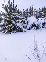 fluffy snow lies on pine branches in the forest
