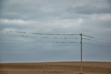 Vogelversammlung auf der Stromleitung im Herbst
