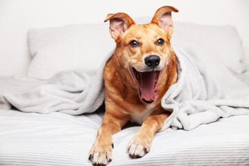 Obraz premium Red mixed breed dog on bed.