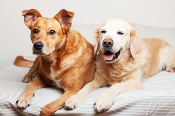 Golden retriever and mixed breed dogs on bed.