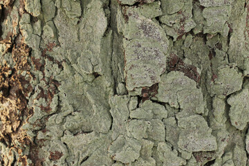 green mildew on tree bark