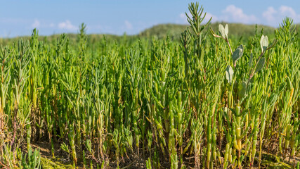 Obraz premium Obione faux-pourpier ou Arroche faux-pourpier (Halimione portulacoides), soude maritime (Suaeda maritima) et salicorne européenne (Salicornia europacea)