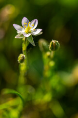 Obraz premium Spergulaire marine (Spergularia marina, Spergularia salina, Spergula marina, Spergula salina)