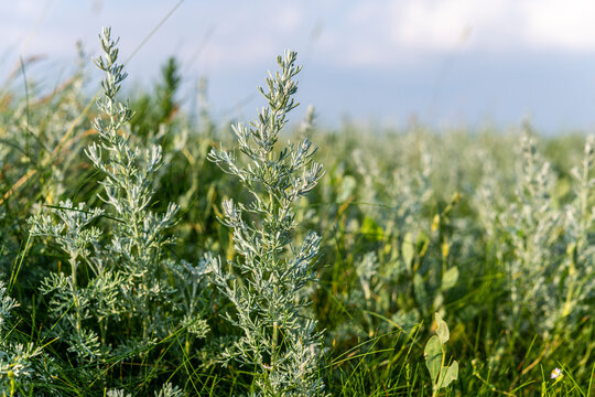 Armoise maritime (Artemisia maritima) ou absinthe de mer