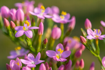 Petite-centaurée commune ou Petite-centaurée rouge, Érythrée (Centaurium erythraea