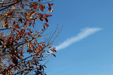冬枯れの木と青空に一本の白い雲