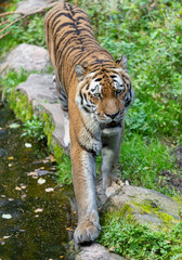 自然の中を歩くアムールトラ