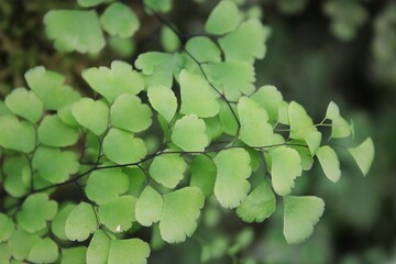 green leaves background