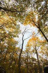 Wide autumn trees and blue skies