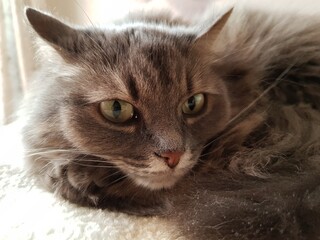 A shaggy gray cat lies on the sofa