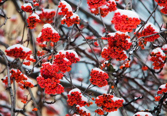red mountain ash under white snow in winter
