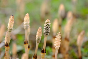 つくし Horsetails