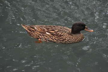 A beautiful duck swimming in the rive