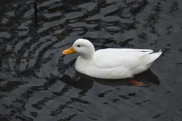 
A white duck in the river