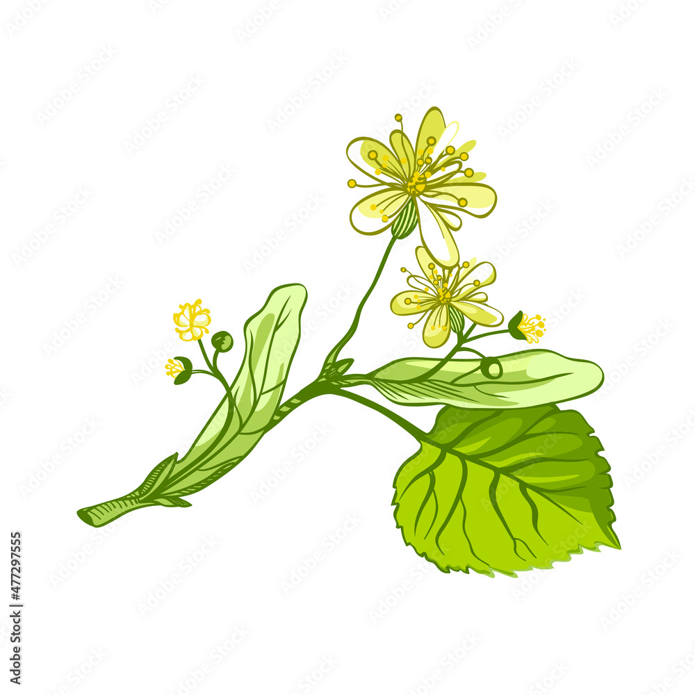 Wall mural linden herbal illustration. Hand drawn botanical sketch style. Vector illustration. Good for using in packaging - tea, oil, cosmetics etc. 