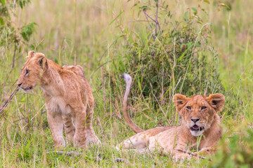 Lion Cubs in the grass in the savannah