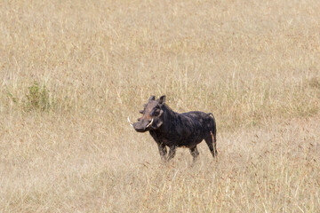 Warthog standing in the high grass at the savannah