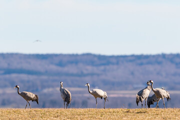 Obraz na płótnie Canvas Cranes landed on the meadow
