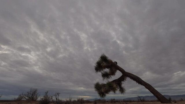 Mojave Desert with a Joshua tree in the foreground and a gray, overcast sky above the sparce vegetation and mountains - time lapse