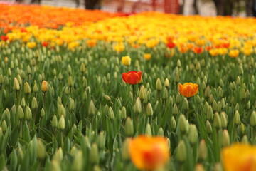 Fototapeta na wymiar red yellow and orange spring flowers
