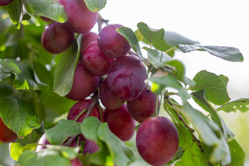 Large ripe plums on a branch in the garden.