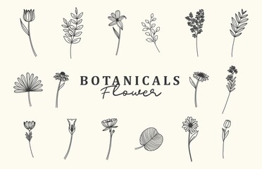 Botanical or Flower Illustration Doodles Template