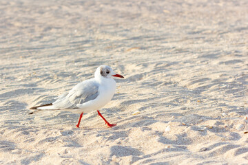 A seagull walks along the sandy beach. Seaside.