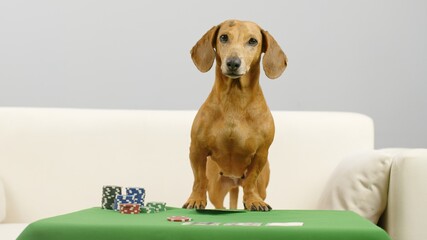 A smart dachshund is sitting on a poker table. The dog plays with chips. 
