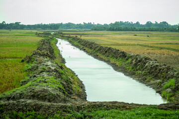 Paddy or rice field harvest crops and small water line in a big crop field