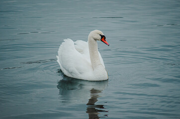Fototapeta na wymiar swan on the lake minimalstic