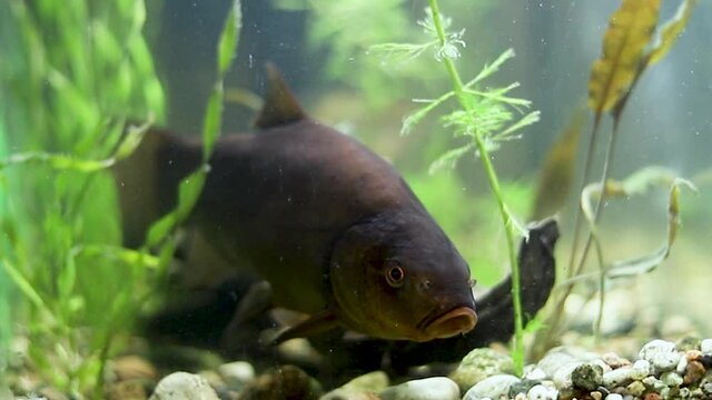 Tench - Tinca tinca close up in detail