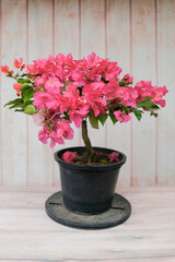 Blooming bougainvillea Bouquet on tree.Bougainvillea flowers as a background.Floral background.