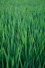 Fototapeta na wymiar young rice plant