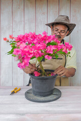 Gardener making arrangement , pruning and wiring the Bougainvillea trees . Concept of garden decoration. Bougainvillea lover.