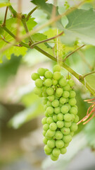 Green background of green  grapes with leaves.	

