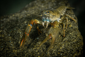 Underwater photo of crayfish
