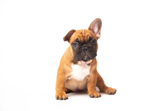 cute funny ginger french bulldog puppy sitting isolated on white background looking at the camera with place for text and copy space. funny animals concept