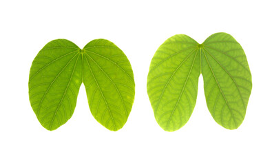 isolated green leaves on a white background