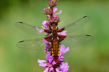 Plattbauch (Libellula depressa) weiblich
