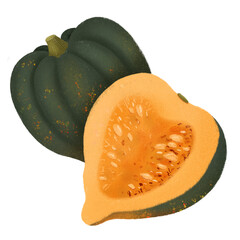 Hand drawn isolated acorn squash. Acorn squash illustration clipart. Seasonal autumn vegetable.
