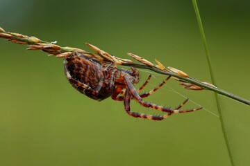 Gartenkreuzspinne (Araneus diadematus) 