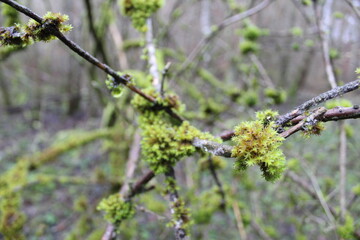 branches in spring