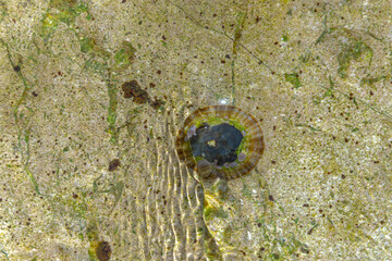 Shell on sea rock