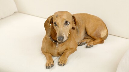 A cute dachshund is lying on the couch at home. Pet.