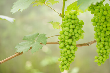 Green background of green  grapes with leaves.	
