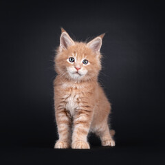 Cute Maine Coon cat kitten, standing facing front. Looking straight towards camera. Isolated on a black background.