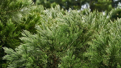Branches of green coniferous tree