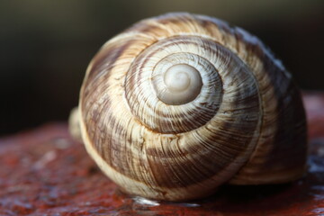 snail on stone 
